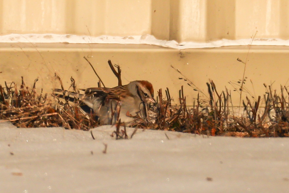 strnádka vrabcovitá - ML646400610