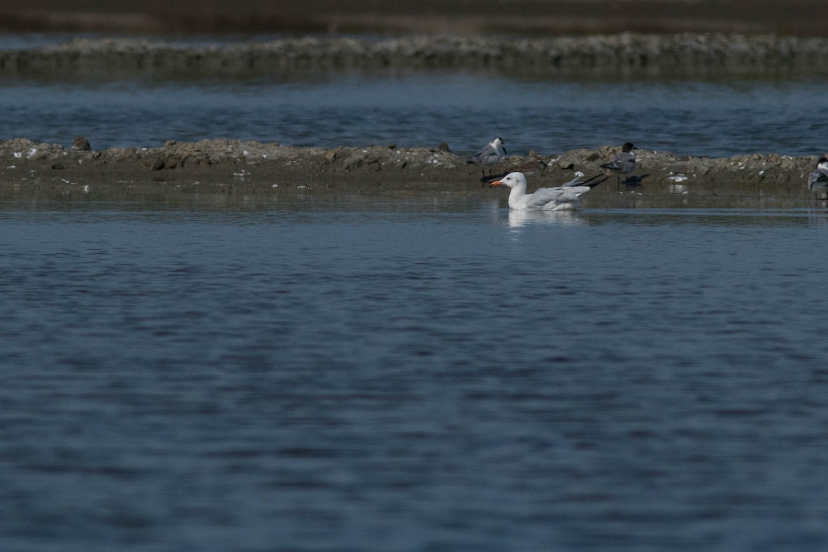 Морской голубок - ML646400611