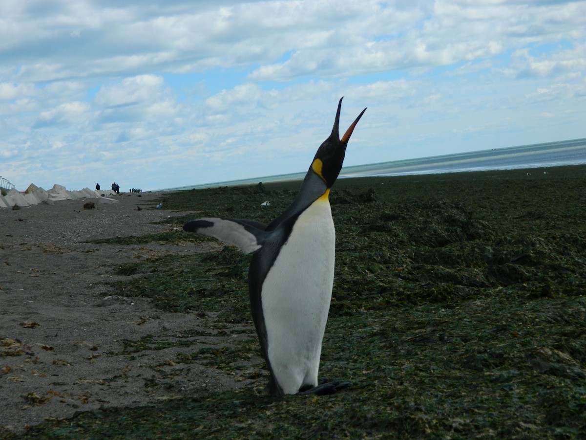 King Penguin - ML646400615