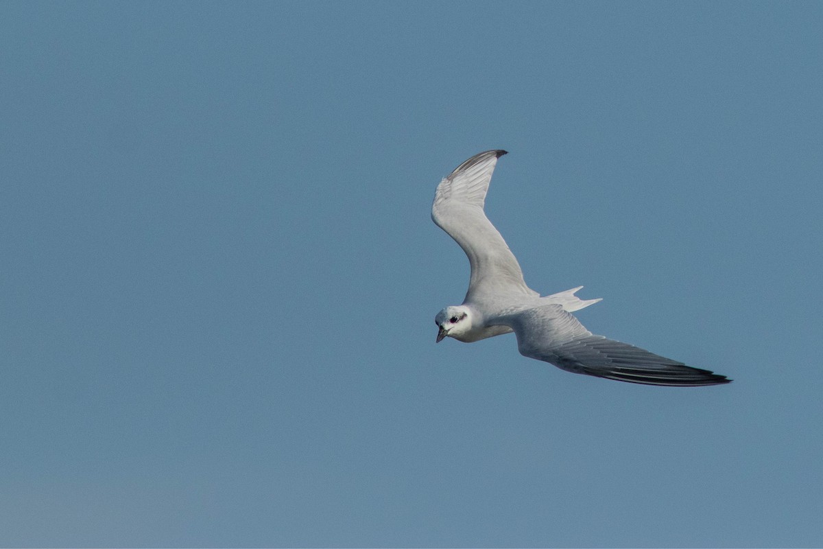 Pagaza Piconegra - ML646400616