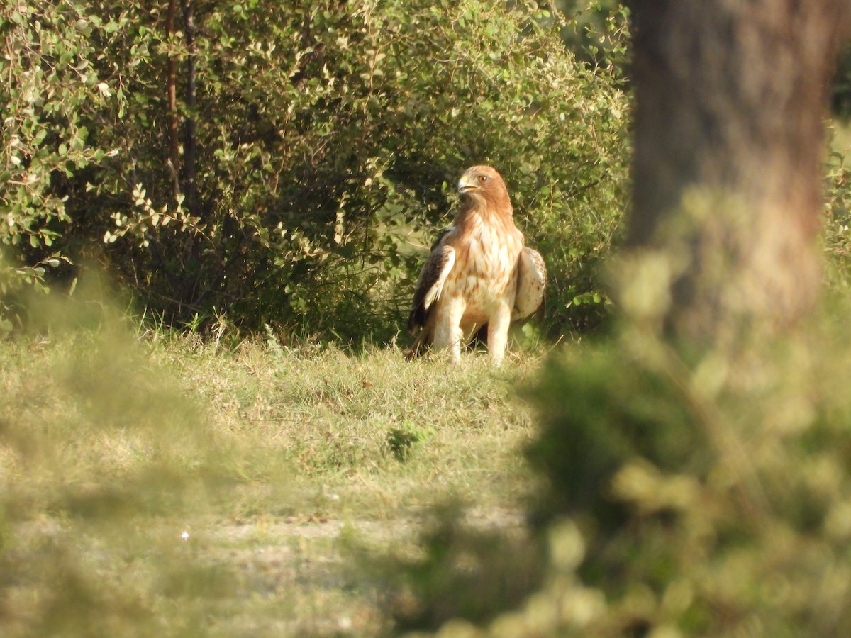 Aquila minore - ML646400618