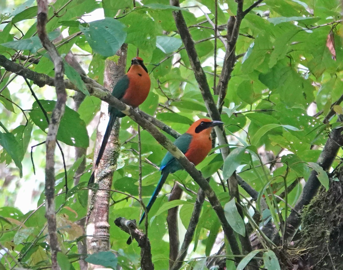 Rufous Motmot - ML646400620