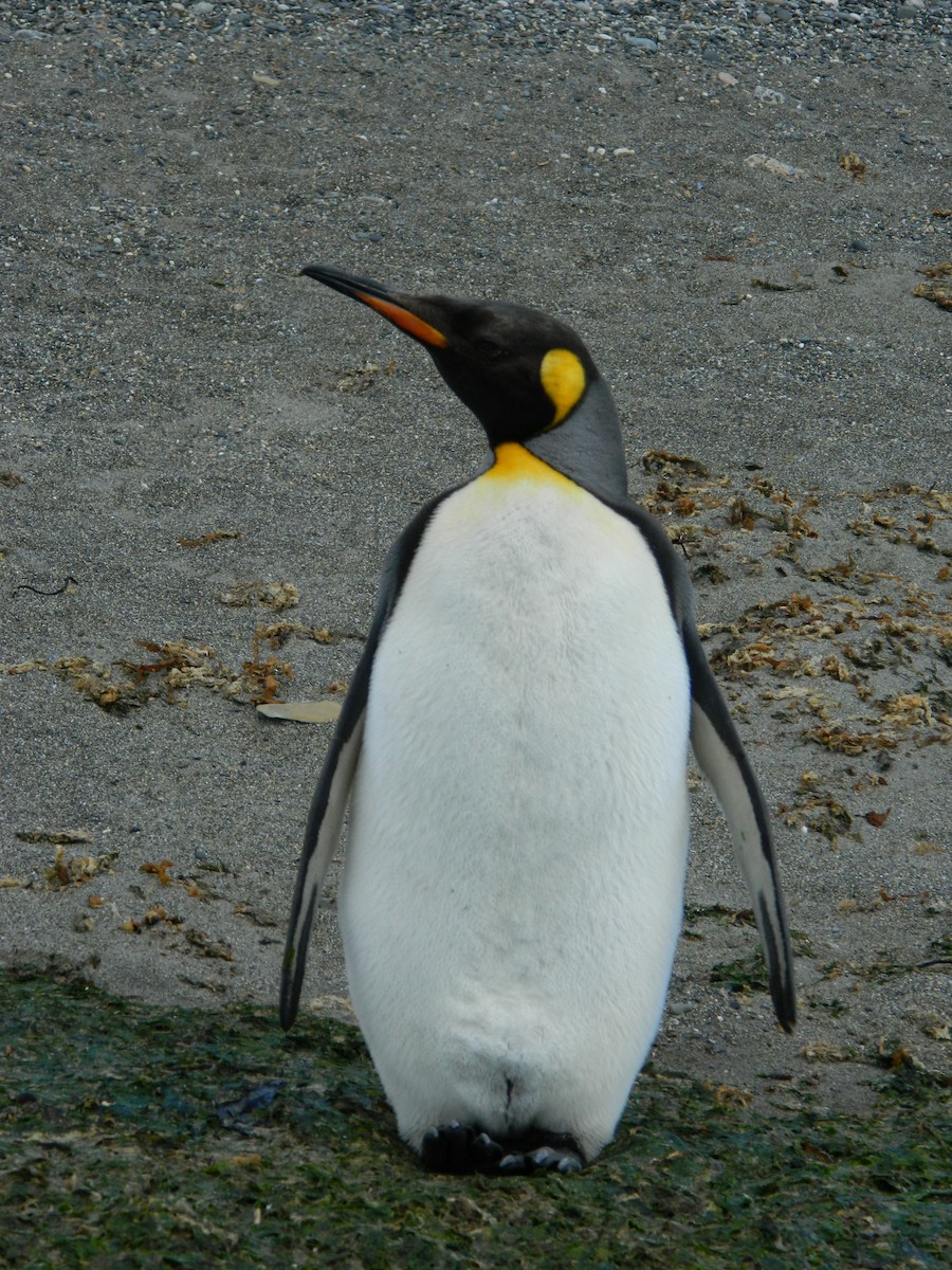 King Penguin - ML646400623