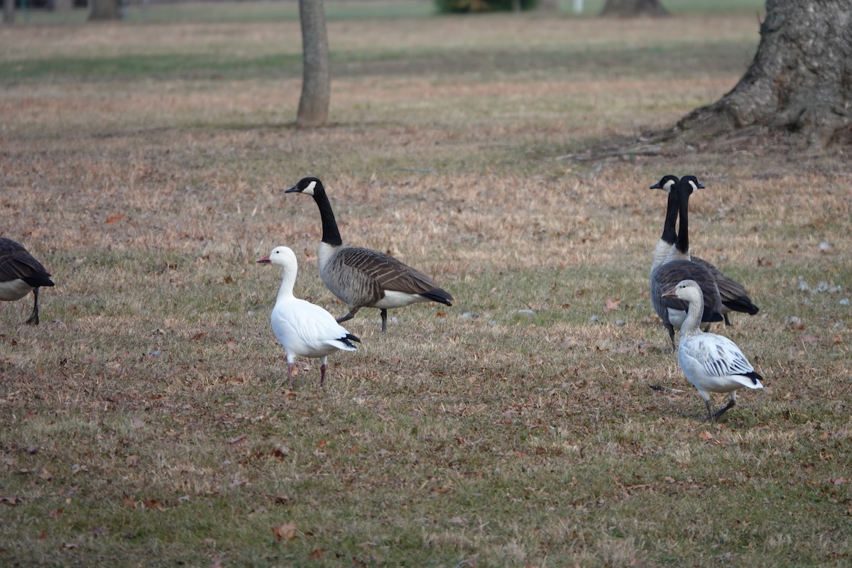 Snow Goose - ML646400629
