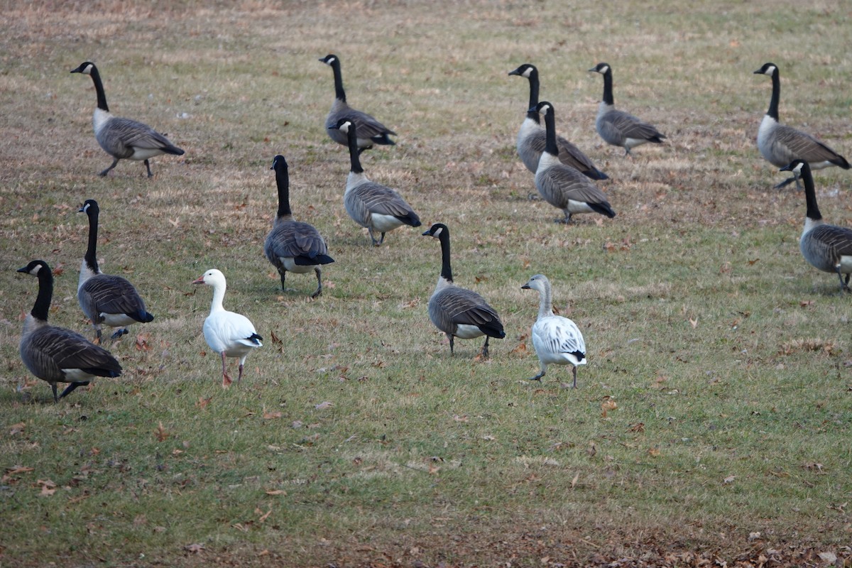 Snow Goose - ML646400630