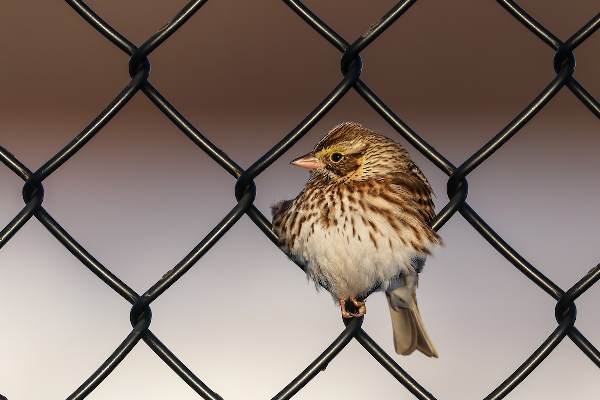 strnadec luční - ML646400632