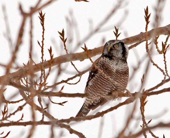 Northern Hawk Owl - ML646400642
