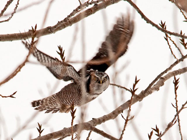 Northern Hawk Owl - ML646400643