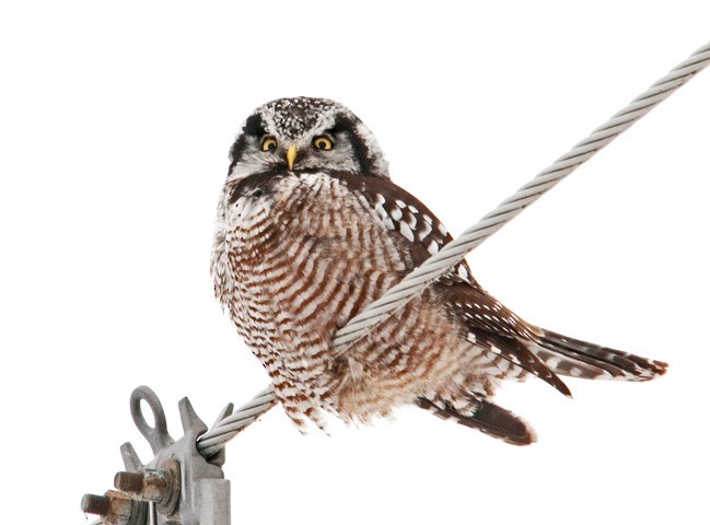 Northern Hawk Owl - ML646400644