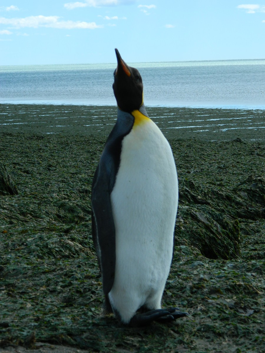 King Penguin - ML646400646