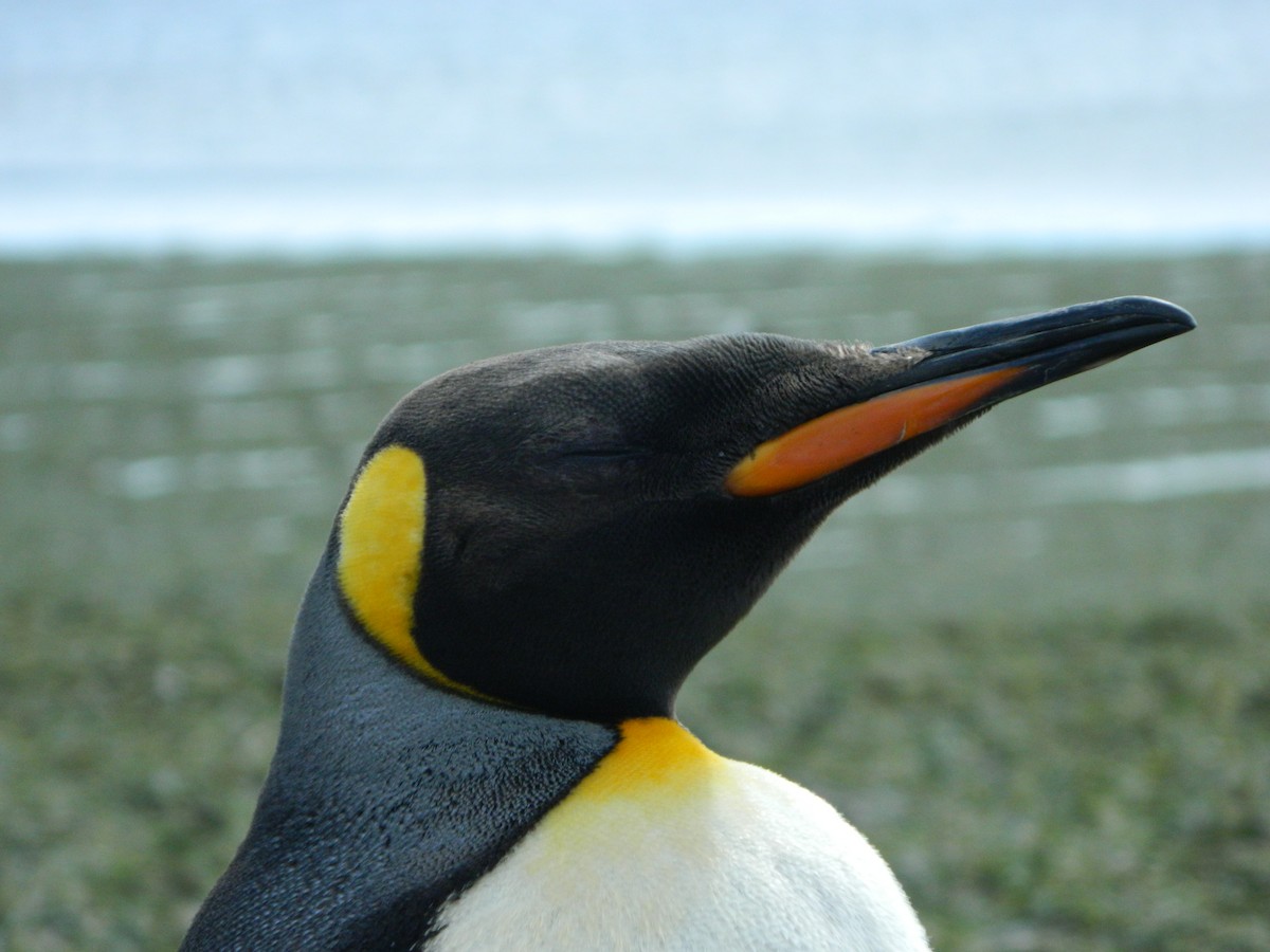 King Penguin - ML646400647