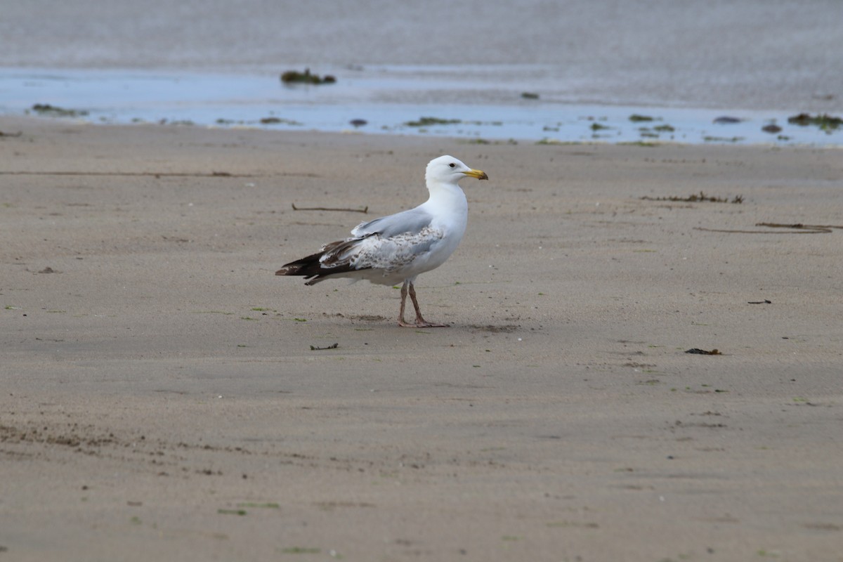 European Herring Gull - ML646400649