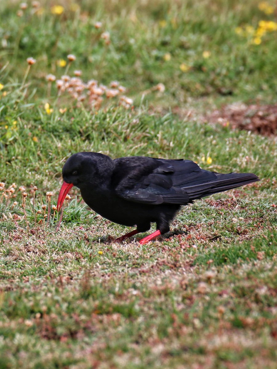 Red-billed Chough - ML646400655