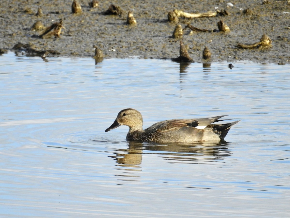 kopřivka obecná - ML646400656