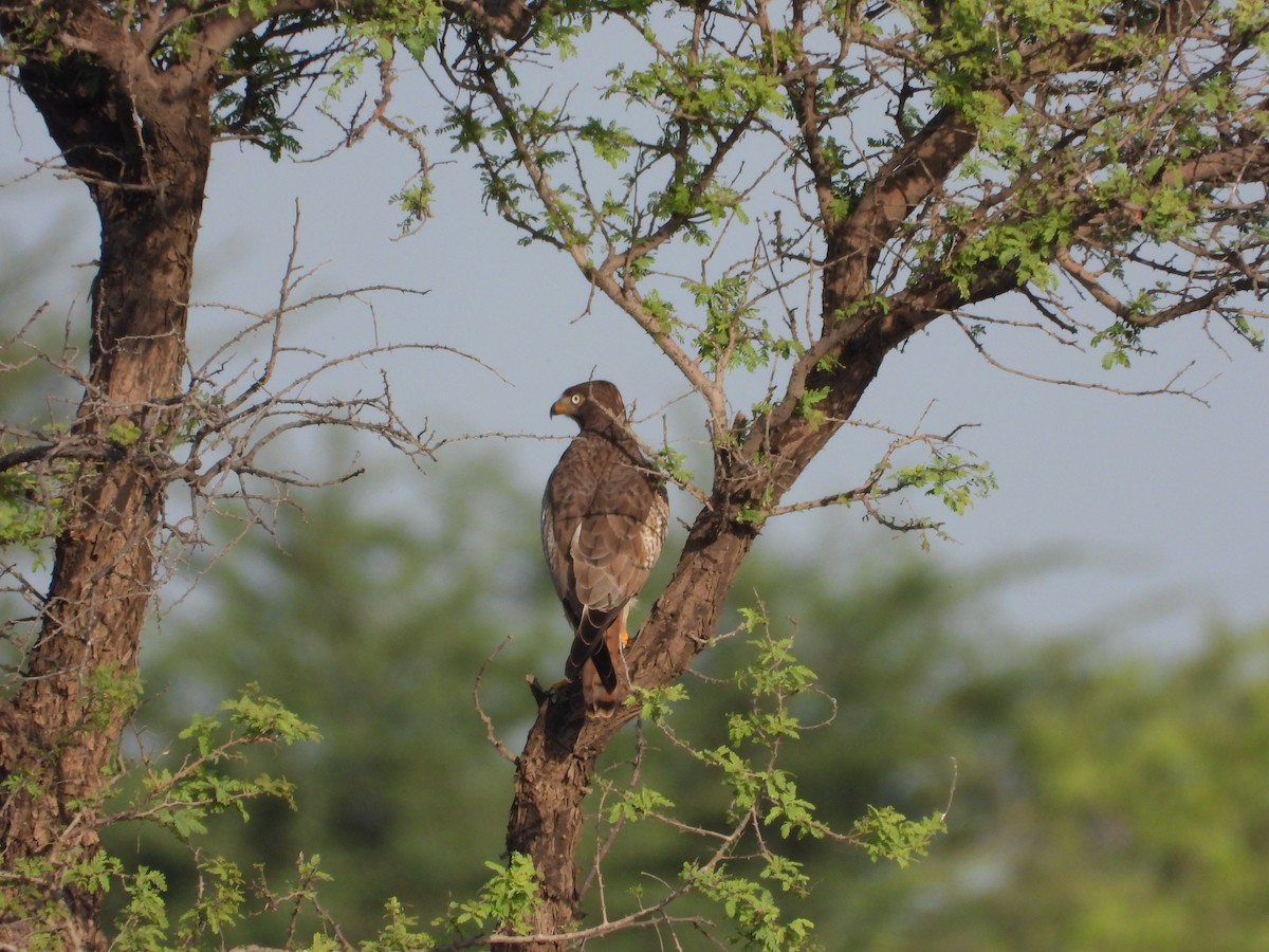 White-eyed Buzzard - ML646400658