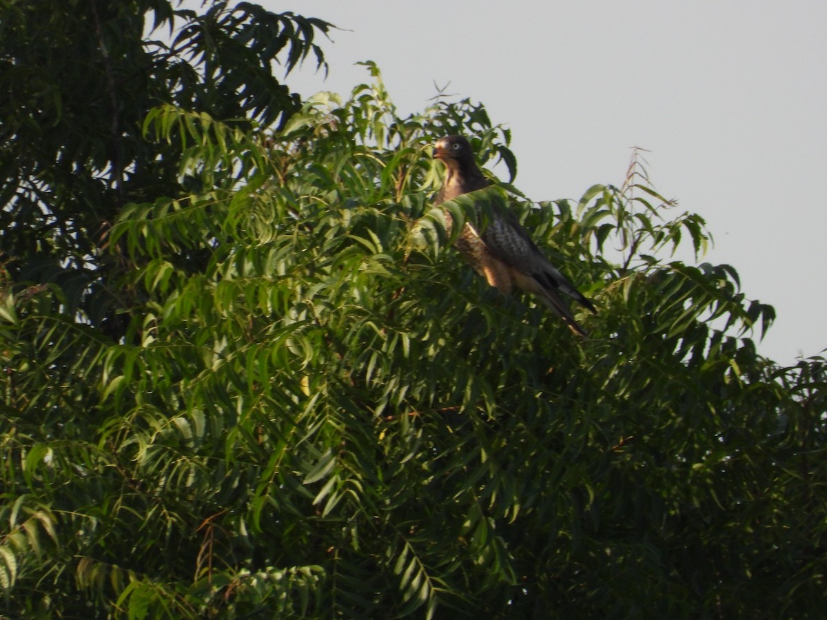 White-eyed Buzzard - ML646400659