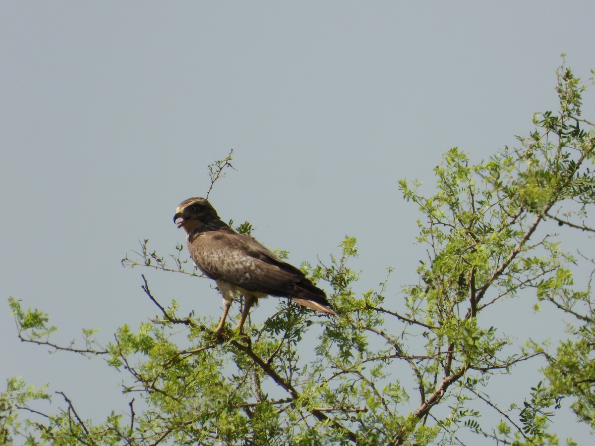 White-eyed Buzzard - ML646400660
