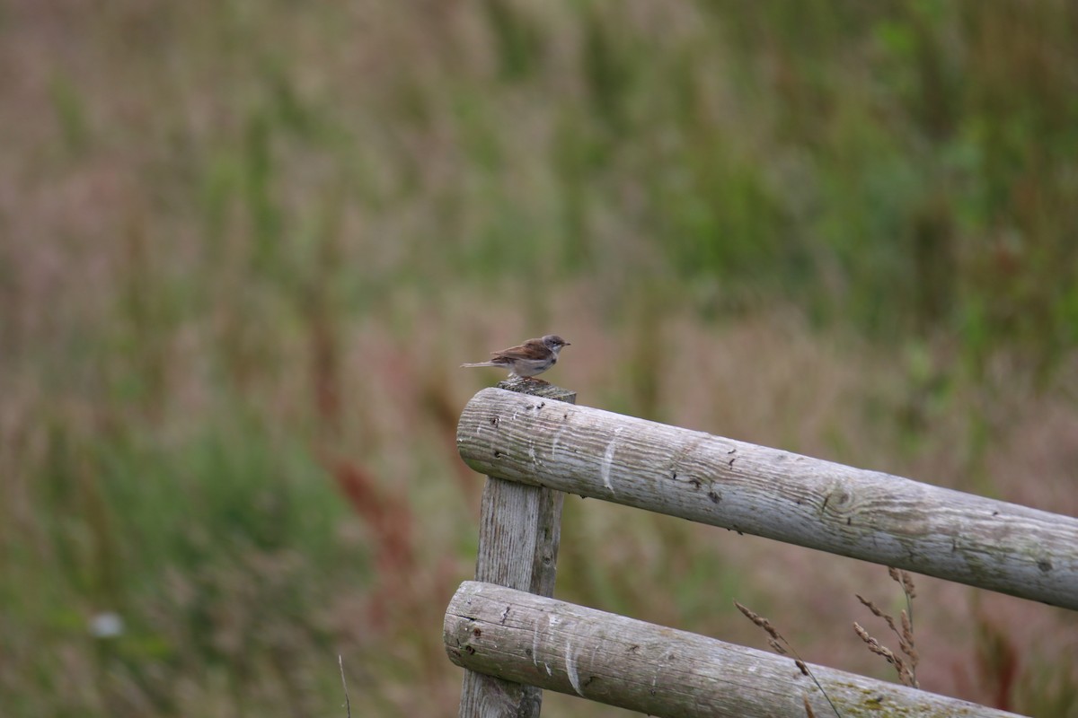 Greater Whitethroat - ML646400662