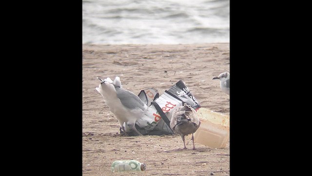 American Herring Gull - ML646400663