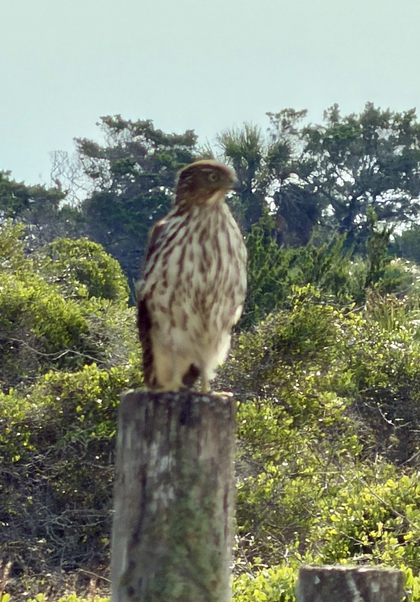 クーパーハイタカ - ML646400664