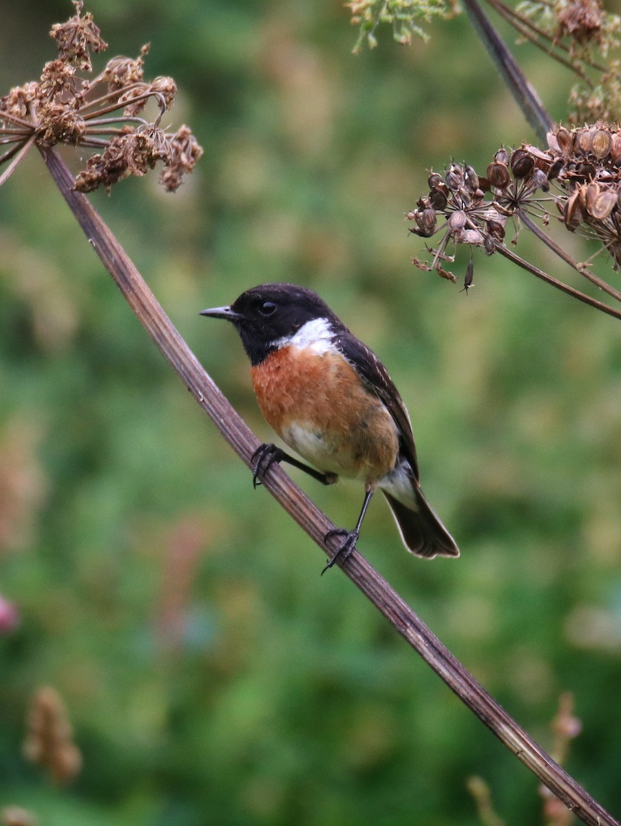 Taşkuşu - ML646400665