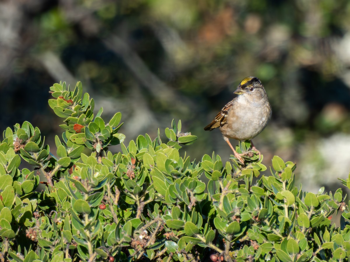 Golden-crowned Sparrow - ML646400666