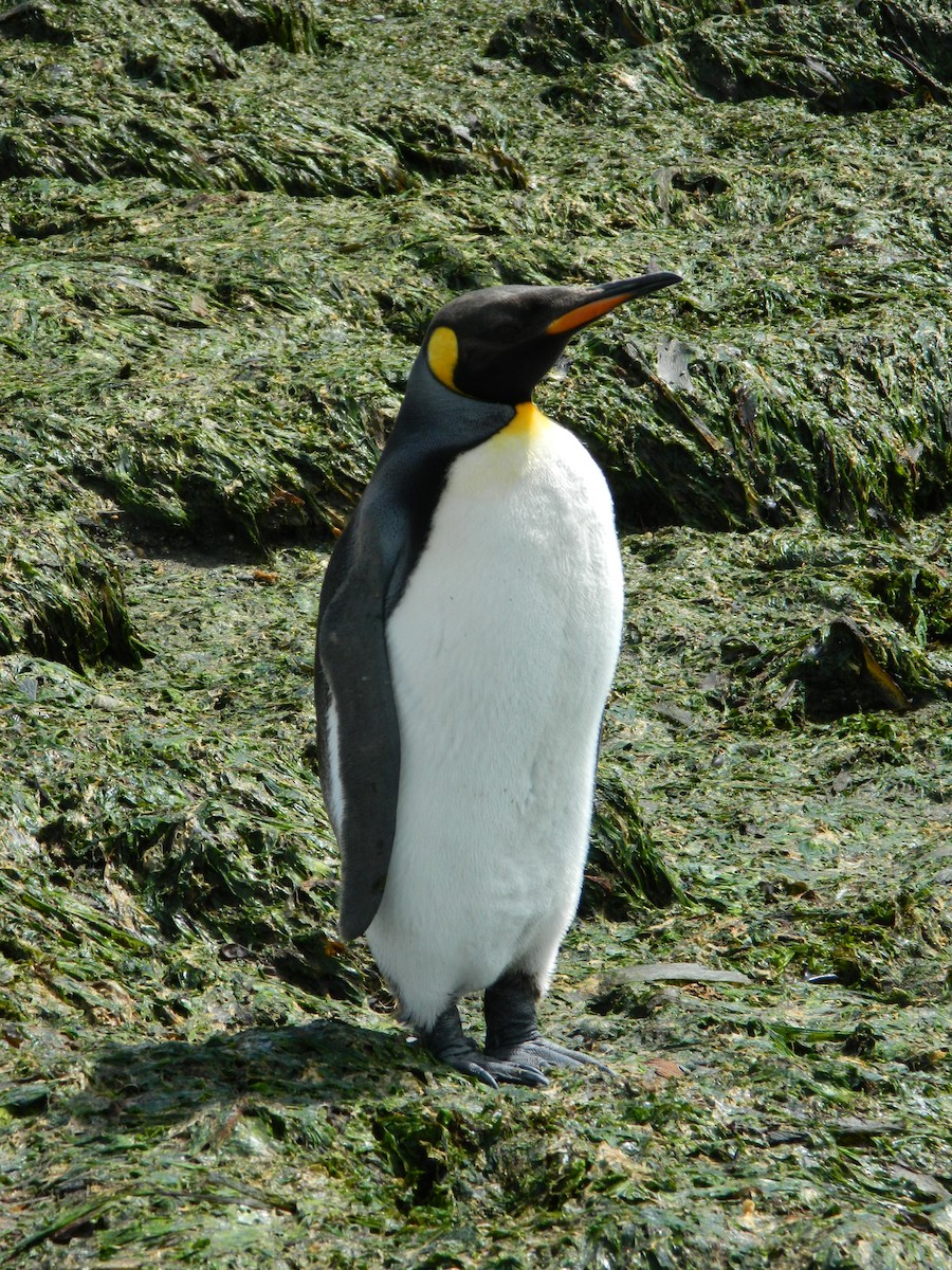 King Penguin - ML646400667