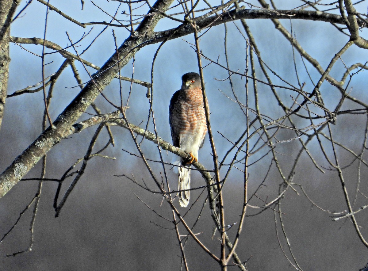 Cooper's Hawk - ML646400669