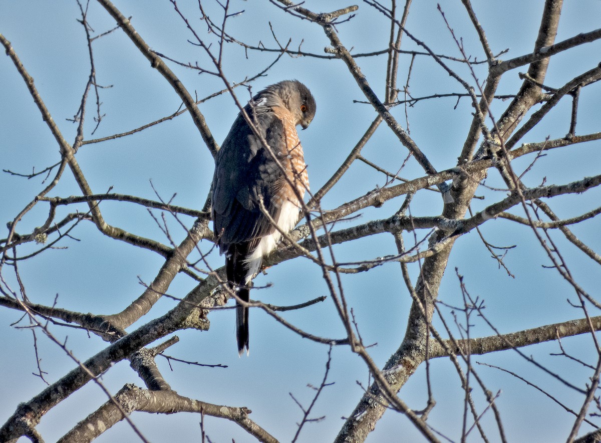 Cooper's Hawk - ML646400670