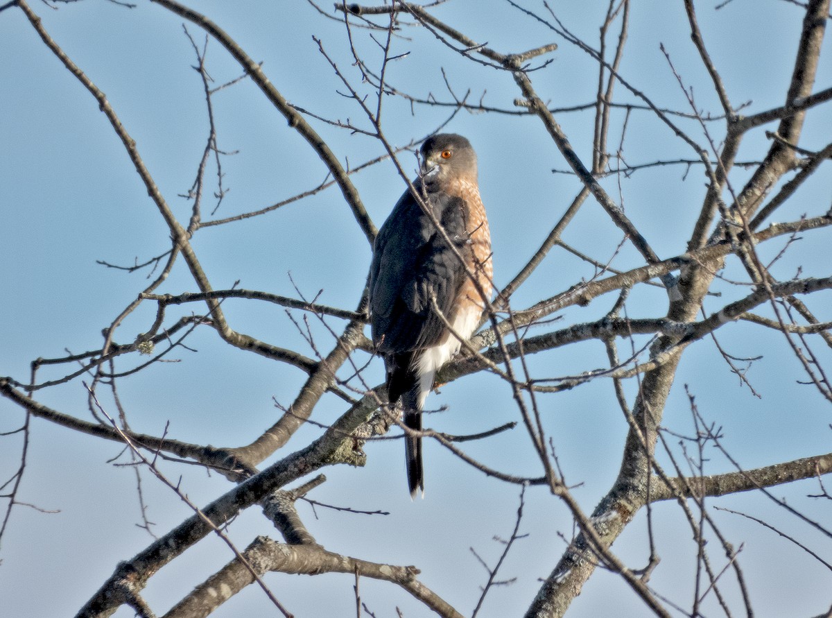 Cooper's Hawk - ML646400671