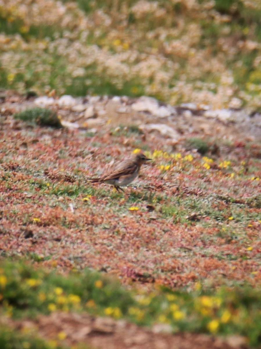 Northern Wheatear - ML646400673