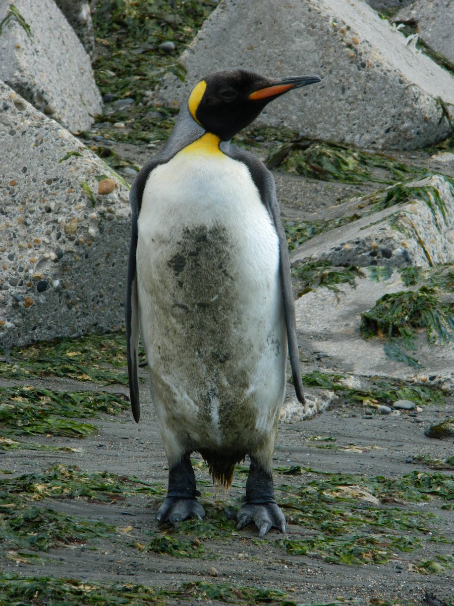 King Penguin - ML646400674