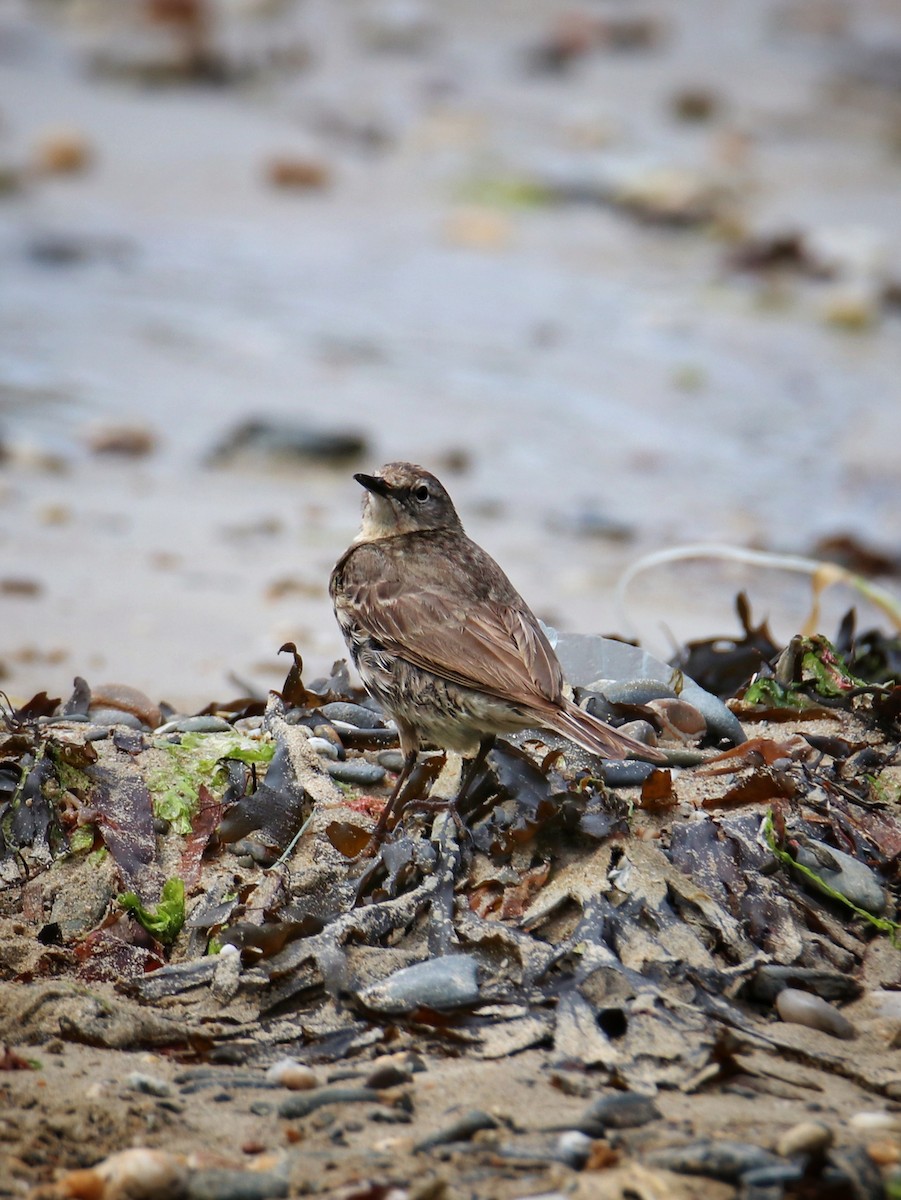 Rock Pipit - ML646400675