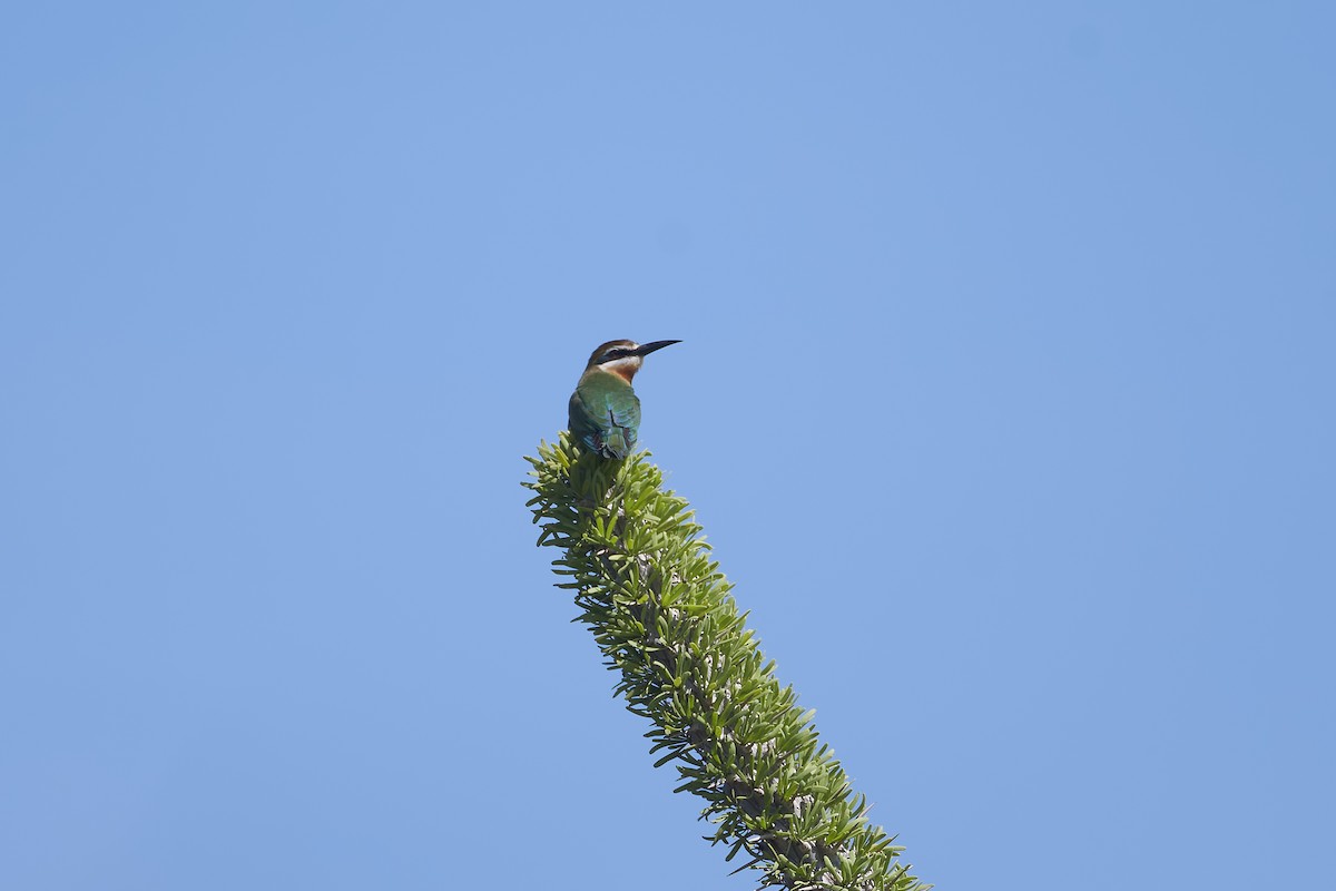 Madagaskar Arıkuşu - ML646400676