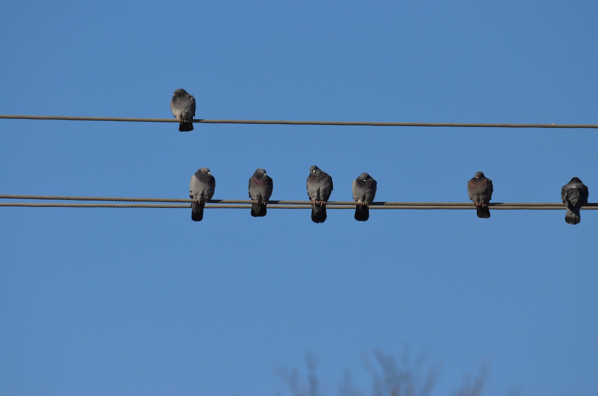 Rock Pigeon (Feral Pigeon) - ML646400677