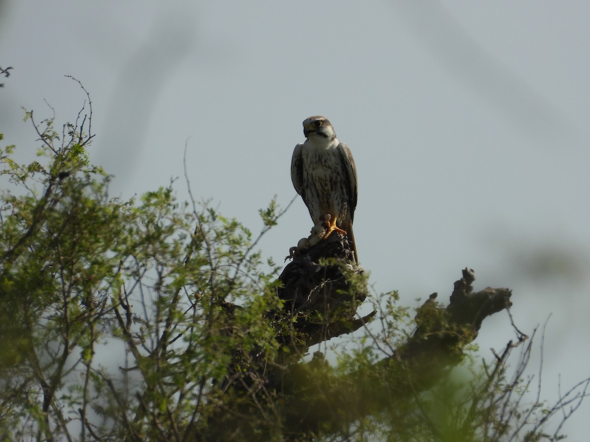 Falco laggar - ML646400678