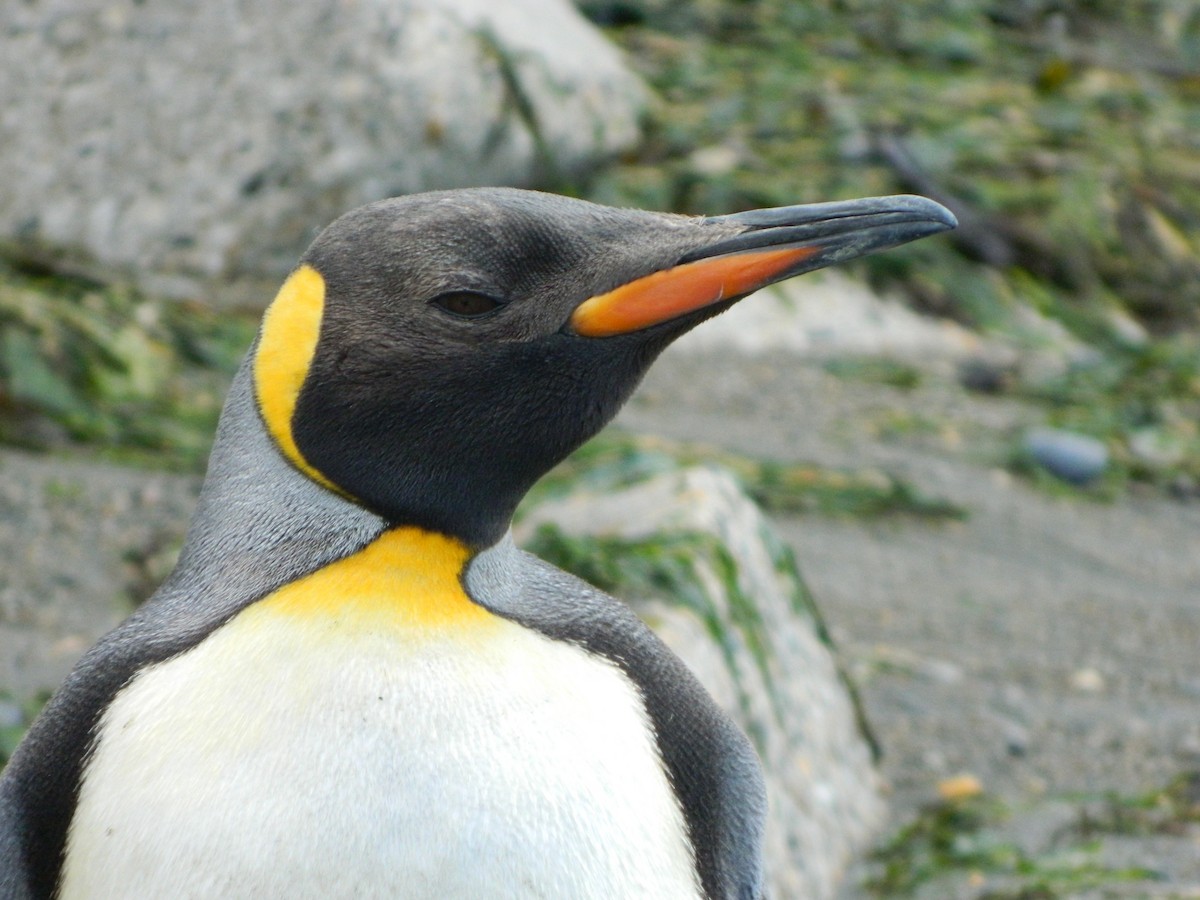 King Penguin - ML646400679