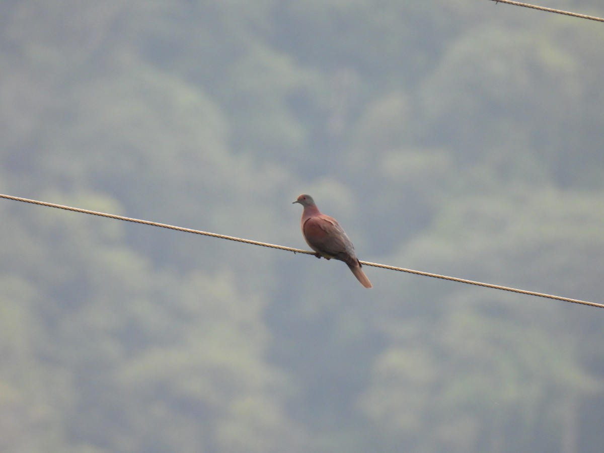 Pale-vented Pigeon - ML646400681