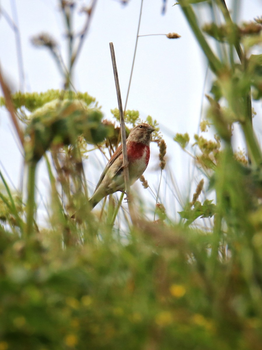 Eurasian Linnet - ML646400682