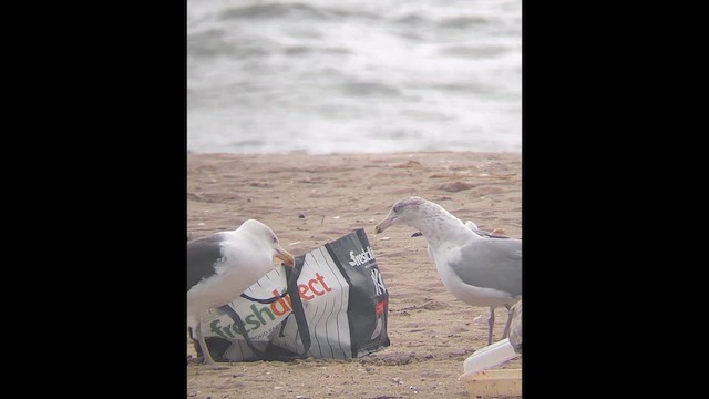 Great Black-backed Gull - ML646400683