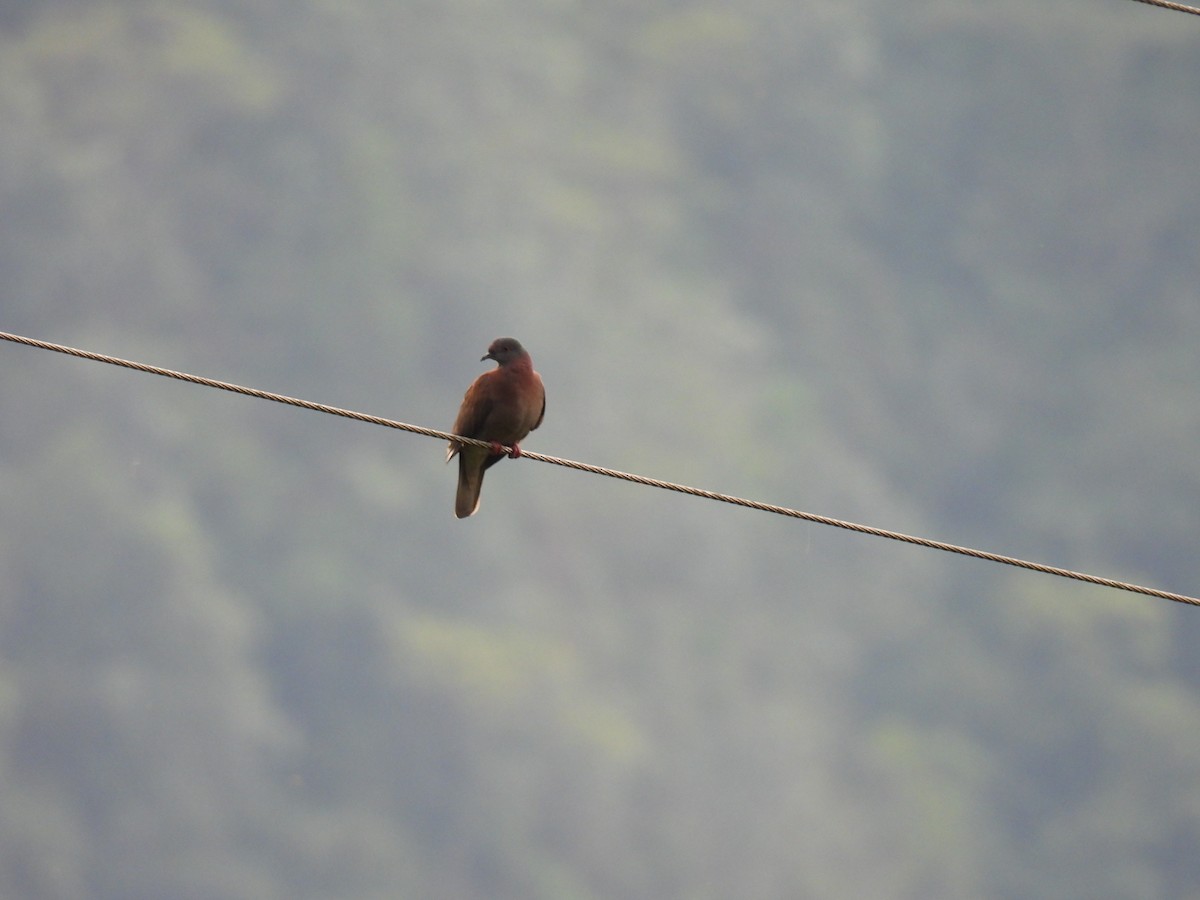 Pale-vented Pigeon - ML646400686