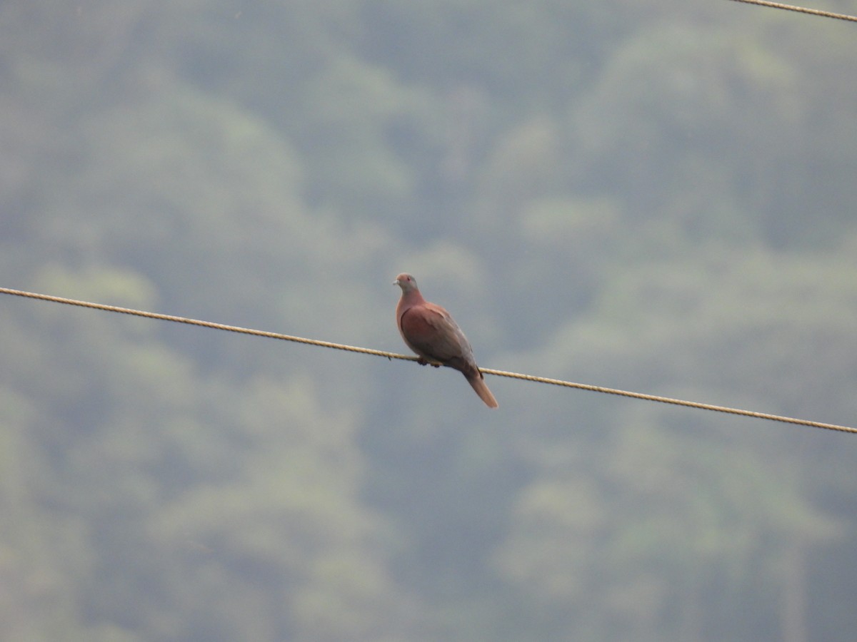 Pale-vented Pigeon - ML646400687