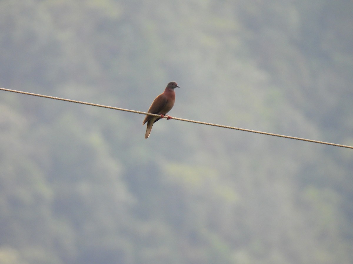 Pale-vented Pigeon - ML646400689