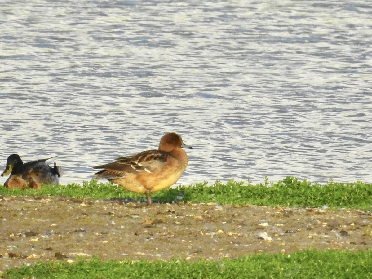 hvízdák eurasijský - ML646400690