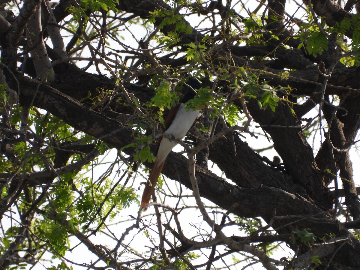 Asian Woolly-necked Stork - ML646400695