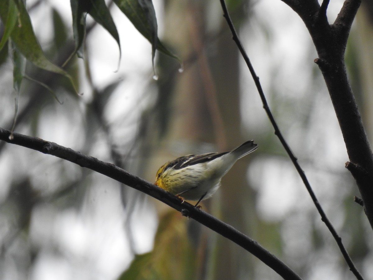 lesňáček jedlovcový - ML646400696