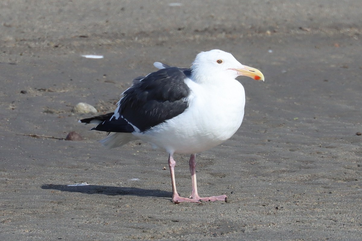 Western Gull - ML646400697