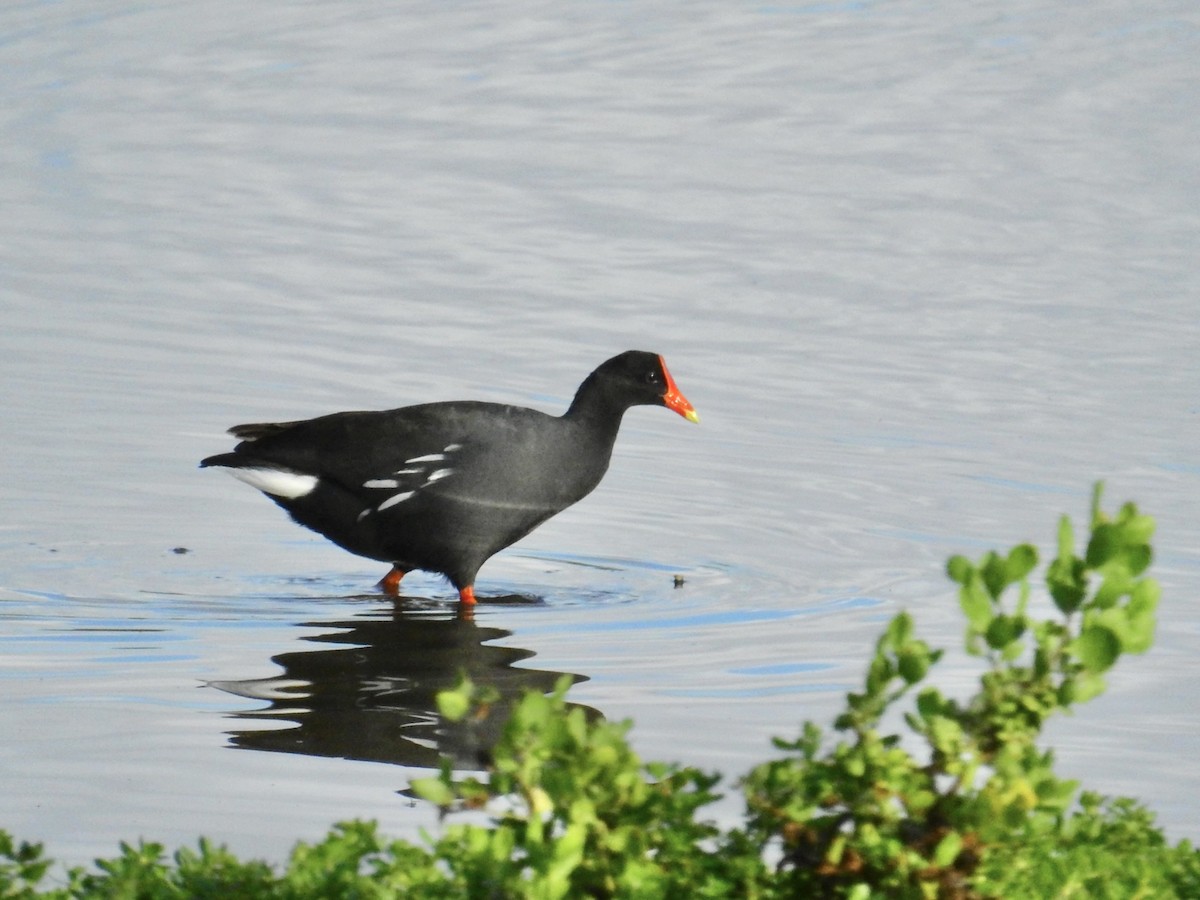 slípka americká (ssp. sandvicensis) - ML646400698
