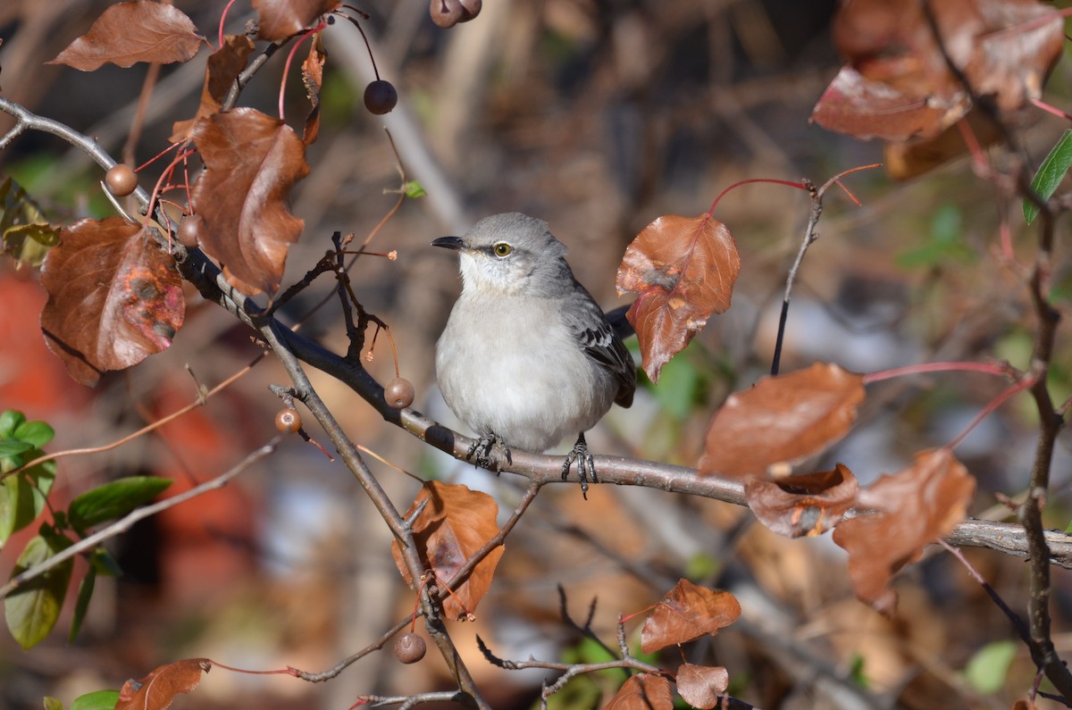 Northern Mockingbird - ML646400699