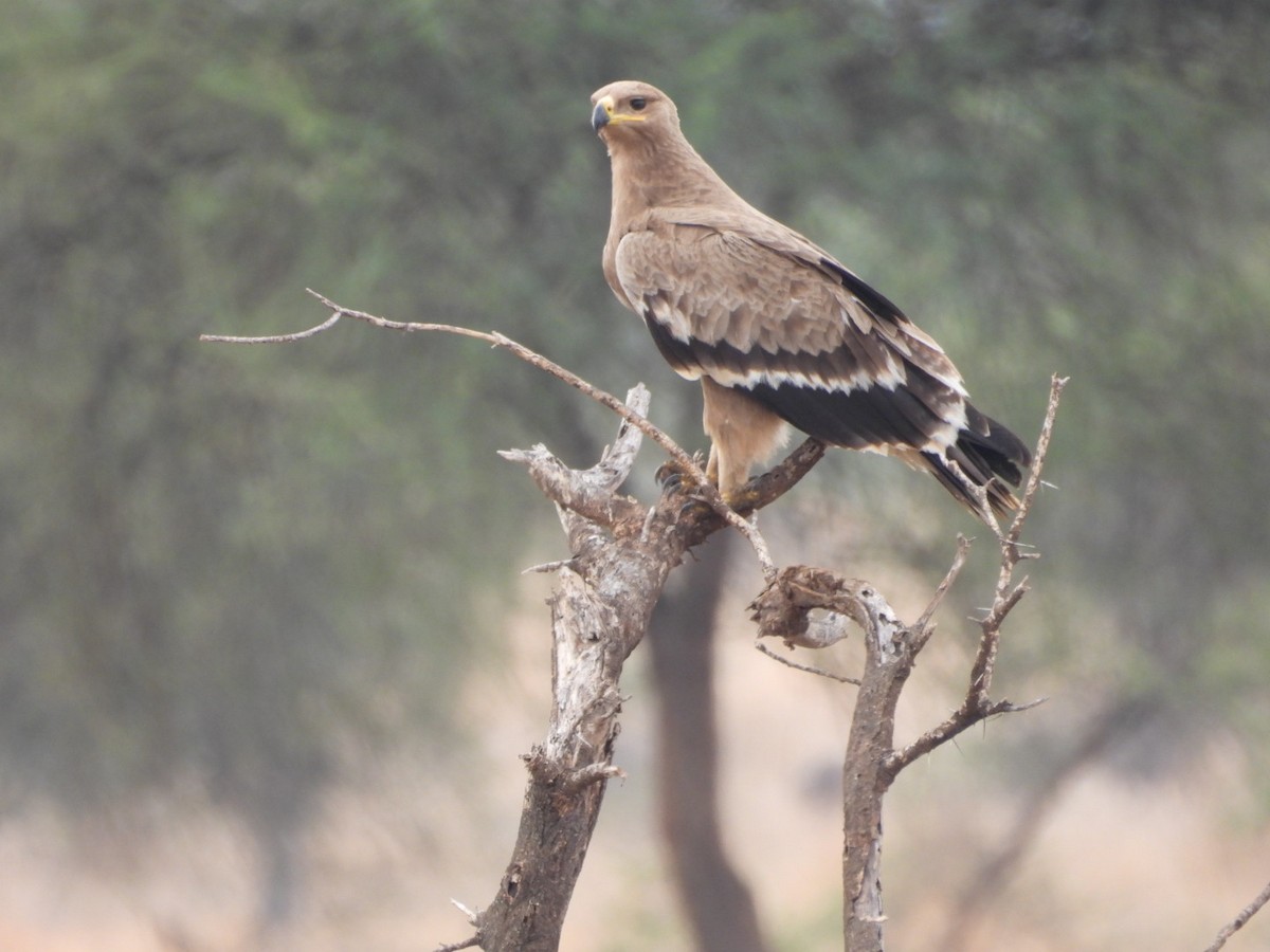 Steppenadler - ML646400708